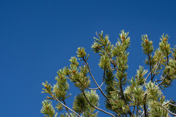 A pine is any conifer in the genus Pinus of the family Pinaceae. Pinus is the sole genus in the subfamily Pinoideae.  Upper Terrace Loop Dr, Mammoth Hot Springs. Yellowstone National Park, Wyoming
