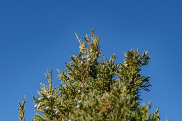 Mammoth Hot Springs, Yellowstone National Park , Wyoming. Hydrothermal System. Terrace. uniperus scopulorum, the Rocky Mountain juniper