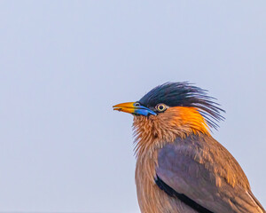 A Brahminy Starling