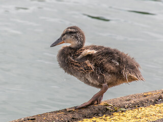 mallard duckling
