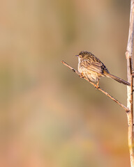 A Graceful Prinia