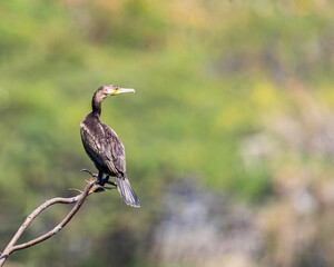 Cormorants
