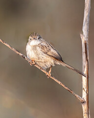 A Graceful Prinia