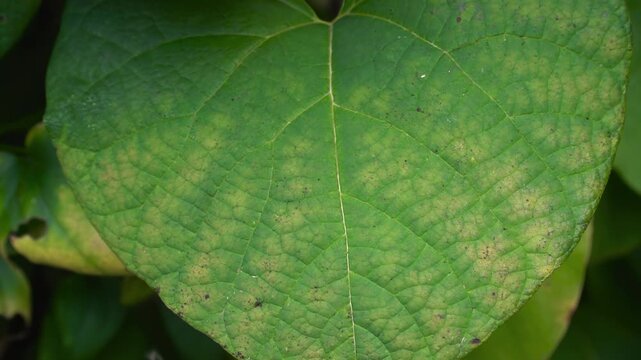 Complex colouring of a dying vine leaf (Aristolochia macrophylla): a pattern of purple and green colours.