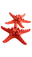 Two vibrant coral-red starfish, stacked vertically, against a black background.  Sharp, detailed, and textured