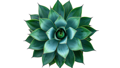 Close-up of a vibrant, teal-green succulent rosette