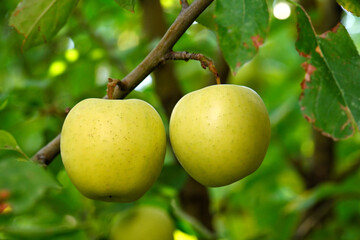 Two apples hanging from a tree branch