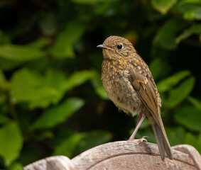 Juvenile robin