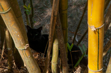 lindo paisajes verdes