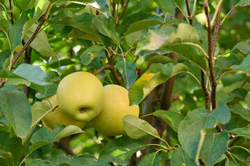 Three apples are hanging from a tree