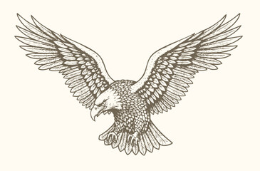 Fototapeta premium Bald eagle soaring in air monochrome illustration. Isolated, vector of eagle engraving style