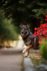 Portrait of a working gray german shepherd dog starting to run