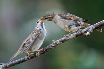 female house sparrow passer domesticus with young
