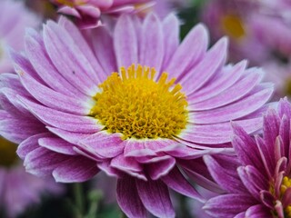 close up of pink flower, chrysanthemum close-up