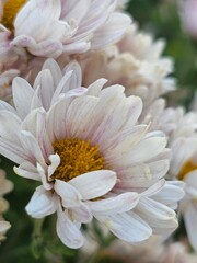 pink flower, chrysanthemums, flowers close-up