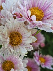 pink chrysanthemum flowers