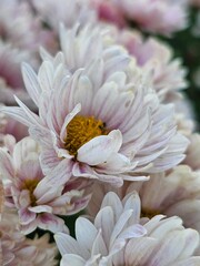 pink and yellow flower,chrysanthemums, flowers close-up