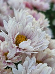 pink  flower, chrysanthemums, flowers close-up