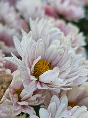 pink dahlia flower