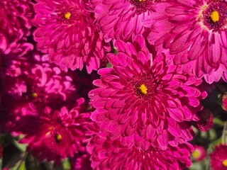 pink chrysanthemum flowers