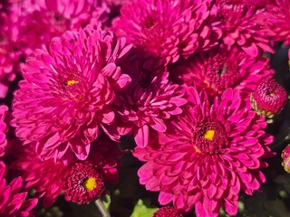 pink chrysanthemum flowers