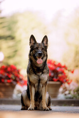 Portrait of a sitting working gray german shepherd dog