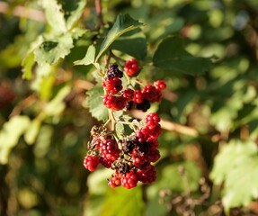 Close-up of ripening blackberries on a bush with green leaves and warm sunlight.