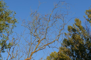 Silhouette of twisted, leafless tree branches against a clear blue sky, captured in warm