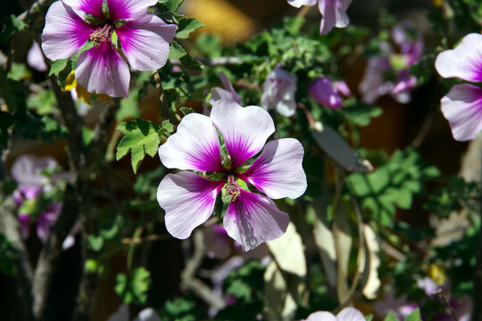 Geranium cinereum Thumbling Hearts blossoms