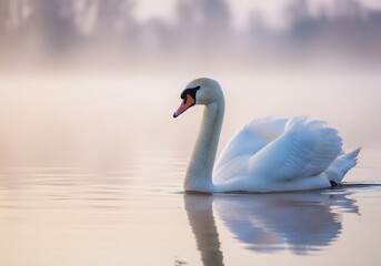 Naklejka premium White swan moves gracefully across misty dawn lake with pastel reflections in serene natural atmosphere