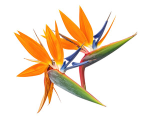 Close-up of three vibrant Bird of Paradise flowers, showcasing orange petals and deep blue-purple stamens, with green foliage, against a black background