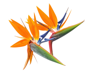 Close-up of three vibrant Bird of Paradise flowers, showcasing orange petals and deep blue-purple stamens, with green foliage, against a black background