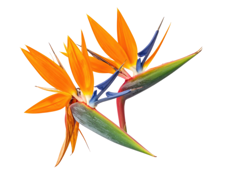 Close-up of three vibrant Bird of Paradise flowers, showcasing orange petals and deep blue-purple stamens, with green foliage, against a black background
