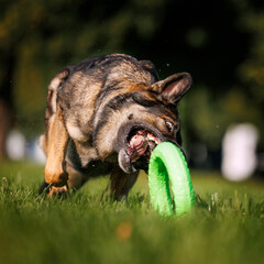 Working gray german shepherd dog running and catching a green ring