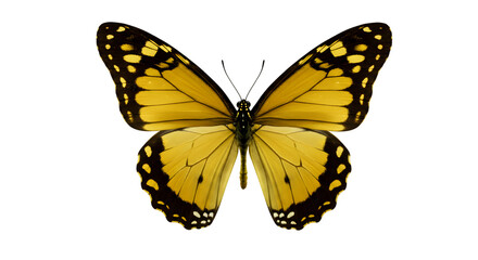 Fototapeta premium Yellow butterfly with black wing edges on white background — close-up stock photo