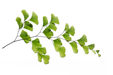Delicate green fronds of maidenhair fern (Adiantum capillus-veneris) isolated on white background © cilicia