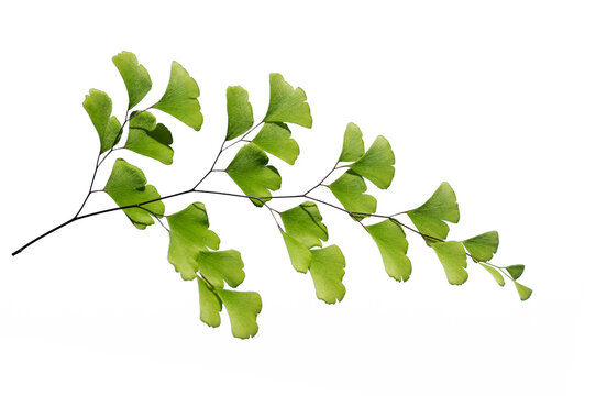 Delicate green fronds of maidenhair fern (Adiantum capillus-veneris) isolated on white background