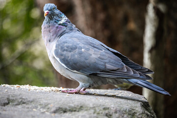A Eurasian Collared-Dove strolls along a sunlit wall, its soft gray plumage and distinctive black crescent collar contrasting with the rustic texture. A serene and elegant sight.