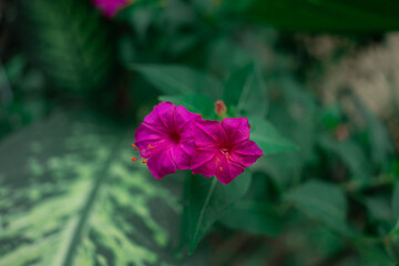 Mirabilis jalapa, commonly known as the Marvel of Peru or the Four O'clock Flower, is admired for its vibrant, fragrant blooms that open in the late 
