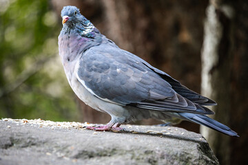A Eurasian Collared-Dove strolls along a sunlit wall, its soft gray plumage and distinctive black crescent collar contrasting with the rustic texture. A serene and elegant sight.