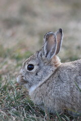 Rabbit