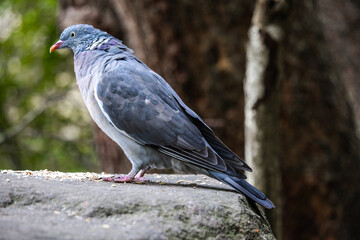 A Eurasian Collared-Dove strolls along a sunlit wall, its soft gray plumage and distinctive black crescent collar contrasting with the rustic texture. A serene and elegant sight.