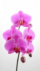 Fototapeta premium Elegant Purple Orchid Blossom - A Delicate Floral Beauty.