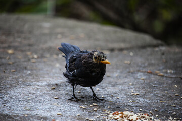 Eurasian blackbird aka The common blackbird or Turdus merula close-up portrait. Singing with open beak. Funny animal photo. Copy space.