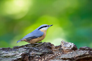 Fototapeta premium bird in nature