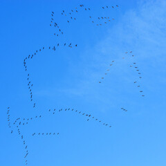 Large Flock of Migrating Birds Flying in Formation Across Blue Sky