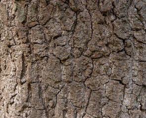 Olive tree bark pinaster trunk symbol. Texture made of olive tree bark . Beautiful olive tree bark trunk background. Greece, Conceptual image. Peaceful nature.