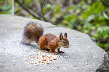 Cute and playful squirrel. Amazing small and cute animal. Very fast, jumping from one tree to another. Eating seeds and nuts. Red, orange or brown furry rodent. Natural cutie, lovely animal.