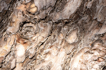 Maritime Pine, Pinus pinaster trunk symbol. Texture made of maritime pine tree bark. Beautiful Maritime Pine, Pinus pinaster trunk background. Conceptual image. Peaceful nature.