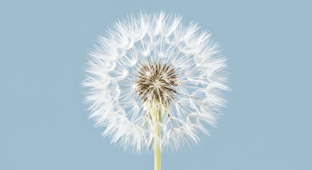 Fototapeta premium Tie dye closeup of a delicate dandelion seed head against a soft blue background for commercial usage